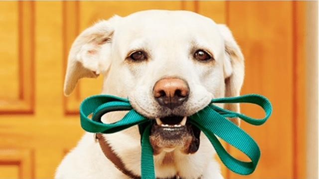 Essential Life Skills for Dogs: Training & Tips Guide